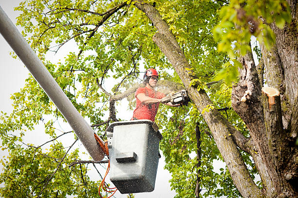 Professional Tree Care Services in Los Alamitos, CA